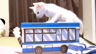 Kitten trapping kitten in cat bus