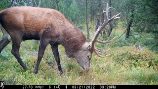 Hirschbrunft im Erzgebirge 2022.