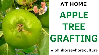 HOW TO GRAFT A BRAMLEY APPLE TREE