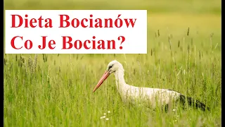 Dieta Bocianów - Co Je Bocian