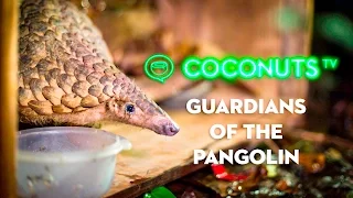 Guardians of the Pangolin: The fight to save the world's most trafficked animal