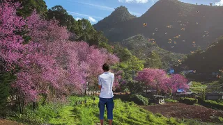 Así se siente estar en PRIMAVERA (USE AURICUALRES) 8D