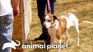 Can Mosiah Adjust To This Family With Chickens? | Pit Bulls and Parolees | Animal Planet