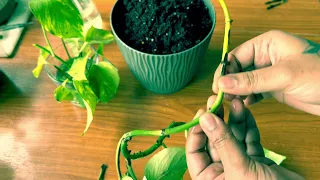 Reviving a Dying Pothos: Tips and Tricks for Bringing Your Plant Back to Life