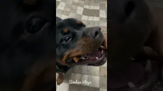 🐕🐕🐕rottweiler vs meat jerki #shorts @SimbaaVlogs