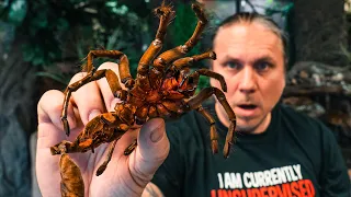 WORLDS LARGEST TARANTULA MOLTS!! FREAKY  FOOTAGE!! | BRIAN BARCZYK