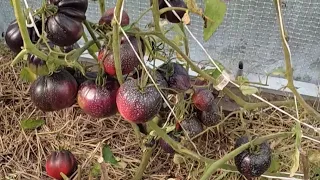Урожай с полностью вымерзших кустов(Тëмный лорд + 2 пересорта + Сердце абрикосовой зебры)12 сентября