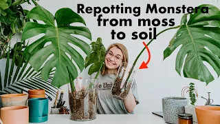 Repotting My Monstera Deliciosa From Moss to Soil | How-To & Tutorial