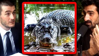 Black caiman crocodile: The apex predator of the Amazon jungle | Paul Rosolie and Lex Fridman