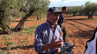 Abuelo, ¿cómo plantabais los olivos cuando eras joven?