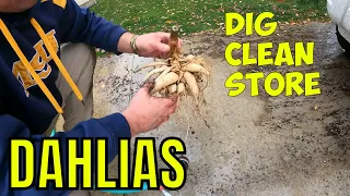 How to dig up divide and store dahlia tubers