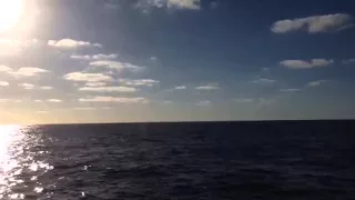 Wale und Delfine auf dem Atlantik