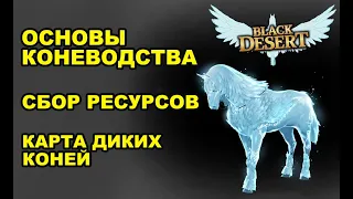 Квесты на Пегаса. Советы НЕ коневодам. Где поймать? Как отличить? Имперка коней в BDO - Black Desert