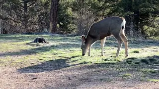 Quiet Camping Sunrise After Storm, With my Dear Mule Deer Breakfast Friends