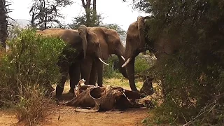 Rare Footage: Wild Elephants “Mourn” Their Dead | National Geographic