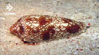 Oceanpedia   Critter finder   Mollusc   Gastropod   Cone Shells