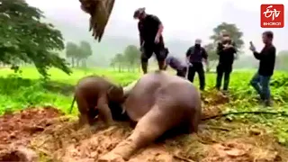 Watch: Elephant with calf rescued from drain | CPR to Mother Elephant | Thailand Elephant Rescue