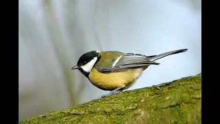 Great Tit 1h bird sound