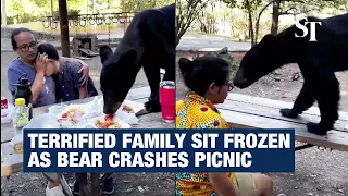 Bear crashes picnic as terrified family sit frozen in Mexico