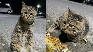 Stray cat with only one ear and missing front legs blocked my path,it's hungry and begging for food！