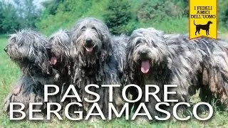PASTORE BERGAMASCO trailer documentario