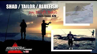 Catching Shad / Tailor / Bluefish on "Driftbait" | South Coast Points KZN | ASFN Rock & Surf