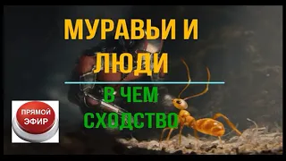 Муравьи и Люди, в чем сходство.  (ЭФИР) Вячеслав Котляров.