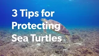 How You Can Protect Sea Turtles