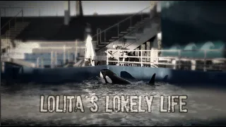 Lolita's Lonely Life - The Story of an Orca Held Captive for Fifty Years