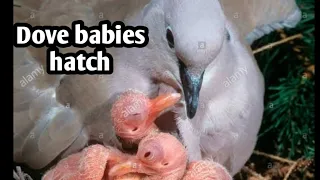 Dove eggs hatching, dove chicks video + useful tips