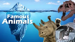 The Famous Animal Iceberg (Part 1)