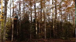 Fall leaves by the campfire