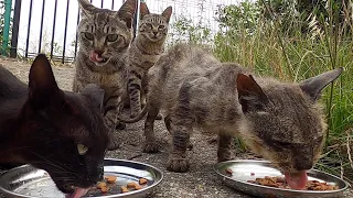 飢えた状態の猫たちが死にものぐるいで食べた。Starving cats desperately ate. Vol.417