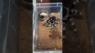 Very Cute  and smart Spider   FOUND my TARANTULA UPSIDE DOWN in her WATER DISH !!! # 1 4