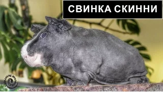 Морская свинка скинни. Кто это?