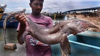 15 Bizarre Creatures from the Sea