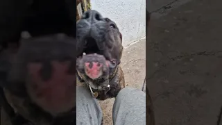 Presa Canario guarding the yard