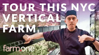 Vertical Farm Tour: See Inside Farm.One's Commercial Vertical Farm in New York