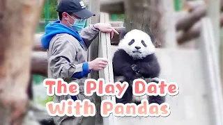 The Play Date Between Pandas and Their Nannies | iPanda