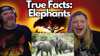 True Facts: Elephants @zefrank | HatGuy & @gnarlynikki React