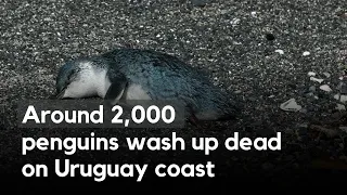 Around 2,000  penguins wash up dead on Uruguay coast