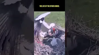 Stork Throws Baby Chick Out Of Nest #shorts #stork