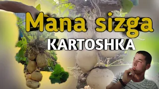 Mana sizga Kartoshka | Kartoshka Sotamiz 2 | Kartoshka