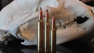 308 vs 30-06 vs 300 Win Mag: Which One Should You Hunt With?