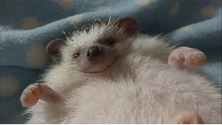 ハリネズミのえびす丸 028 フシュフシュ怒り状態からのうっとりマッサージ How to Give a Hedgehog Massage