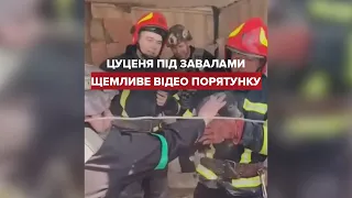 Цуценя дістали з-під завалів на Донеччині