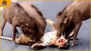 Incredible ! Warthog's Fierce Revenge For Leopard For Daring To Attack Baby Warthog | Animal World