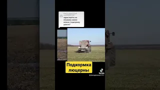 А какими удобрениями вы подкармливаете люцерну? #shorts