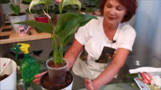 The fastest and most painless way to rejuvenate the anthurium. Roots in two weeks, it's real.