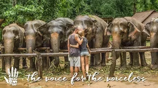 For The Love Of Elephants, Please! ♥ Boho Diaries | Ep.11 Elephant Haven Thailand